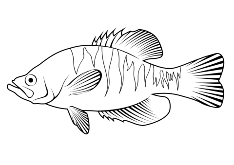 White Crappie (Pomoxis Annularis) Coloring Page